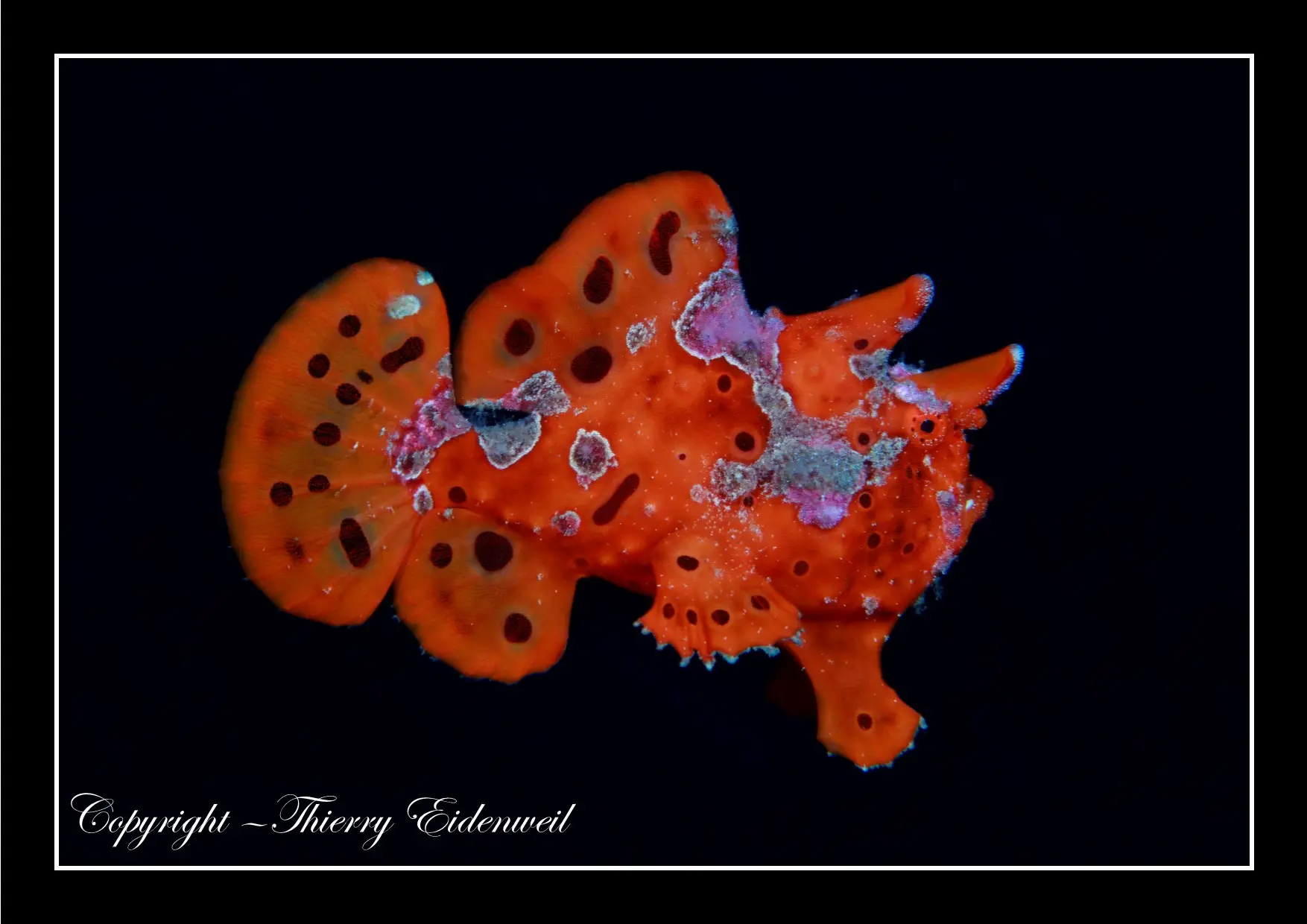 Anilao Macro Dive Media Highlight